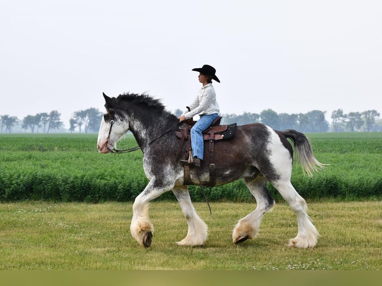 Clydesdale Caballo castrado 20 años 183 cm Negro in Woodstock, IL