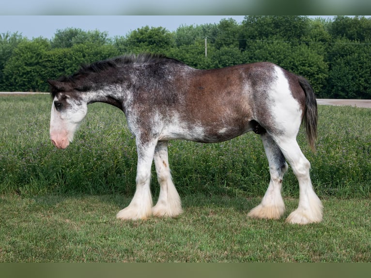 Clydesdale Caballo castrado 20 años 183 cm Negro in Woodstock, IL