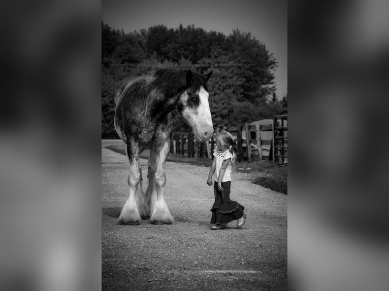 Clydesdale Caballo castrado 20 años 183 cm Negro in Woodstock, IL