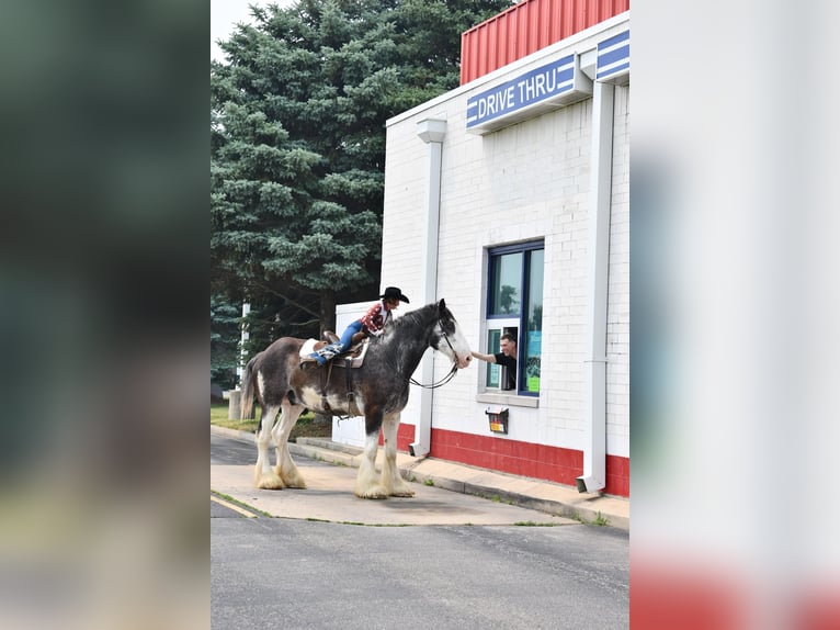 Clydesdale Caballo castrado 20 años 183 cm Negro in Woodstock, IL