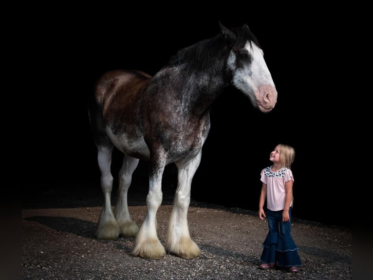 Clydesdale Caballo castrado 20 años 183 cm Negro in Woodstock, IL