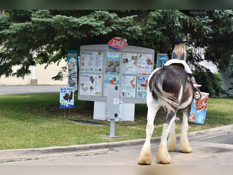 Clydesdale Caballo castrado 20 años 183 cm Negro in Woodstock, IL