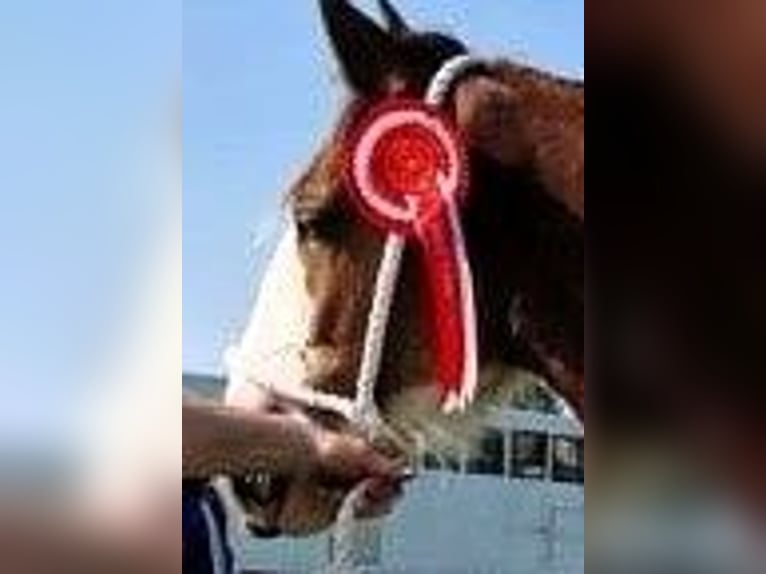 Clydesdale Caballo castrado 2 años in marbury