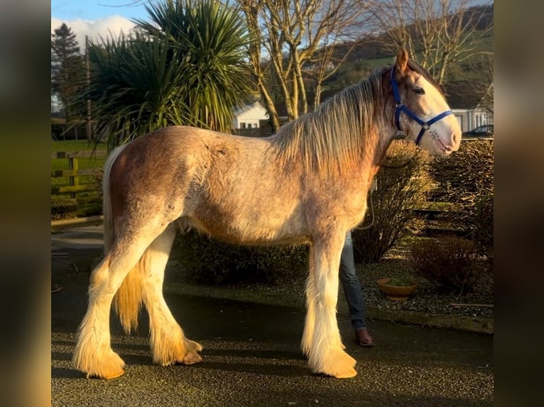 Clydesdale Caballo castrado 3 años 170 cm Ruano alazán in Down