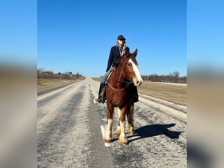 Clydesdale Caballo castrado 4 años 163 cm Castaño-ruano in Jacksboro, TX