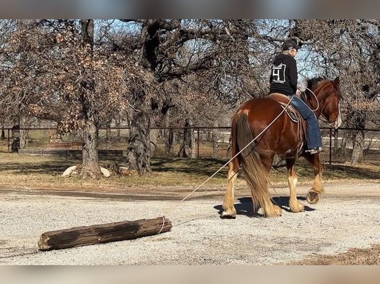 Clydesdale Caballo castrado 4 años 163 cm Castaño-ruano in Jacksboro, TX
