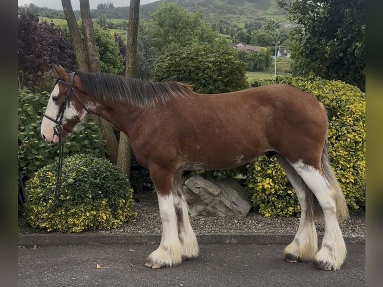 Clydesdale Caballo castrado 4 años 170 cm Castaño rojizo in Newry
