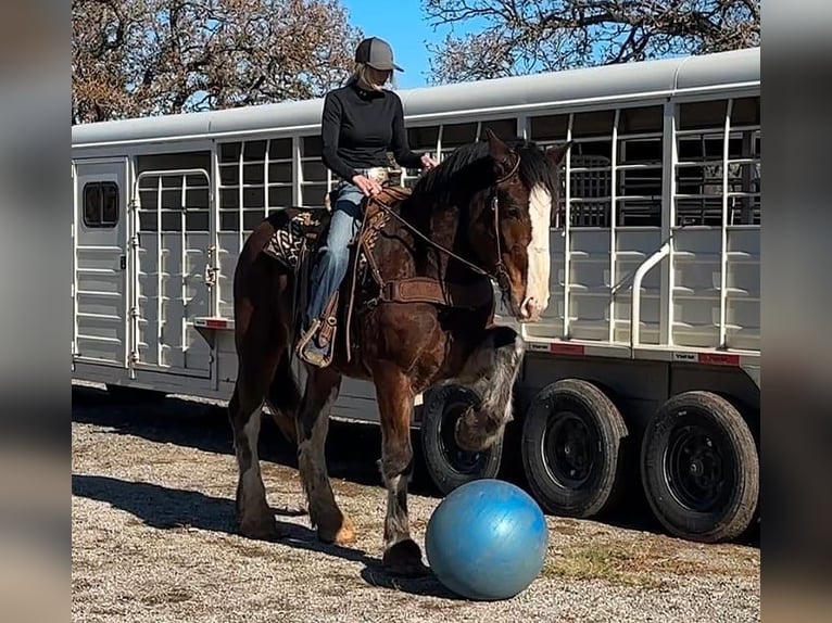 Clydesdale Caballo castrado 4 años 170 cm Castaño rojizo in Jacksboro TX