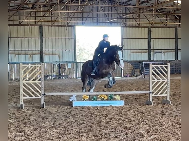 Clydesdale Caballo castrado 4 años 170 cm Castaño rojizo in Jacksboro TX