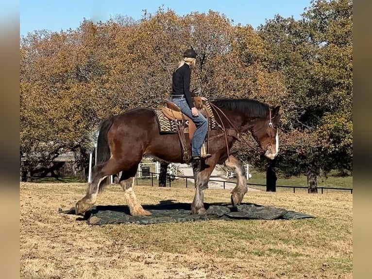 Clydesdale Caballo castrado 4 años 170 cm Castaño rojizo in Jacksboro TX