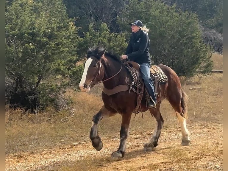 Clydesdale Caballo castrado 4 años 170 cm Castaño rojizo in Jacksboro TX