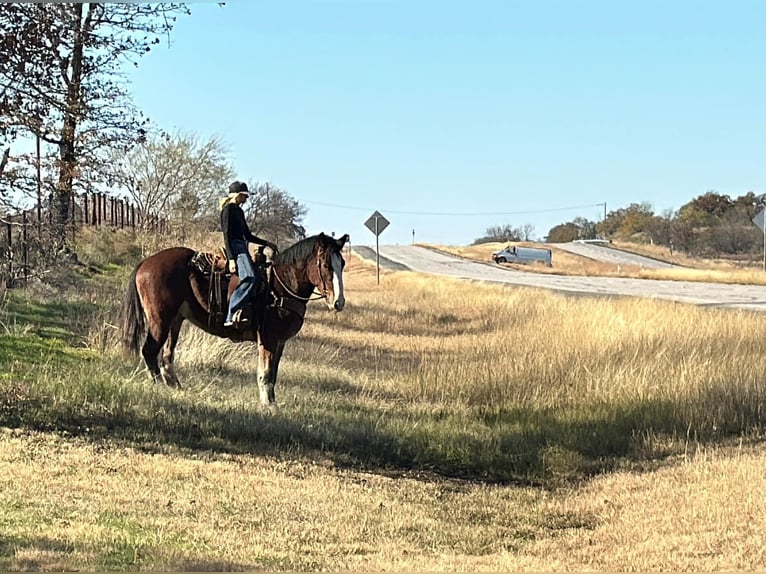 Clydesdale Caballo castrado 4 años 170 cm Castaño rojizo in Jacksboro TX