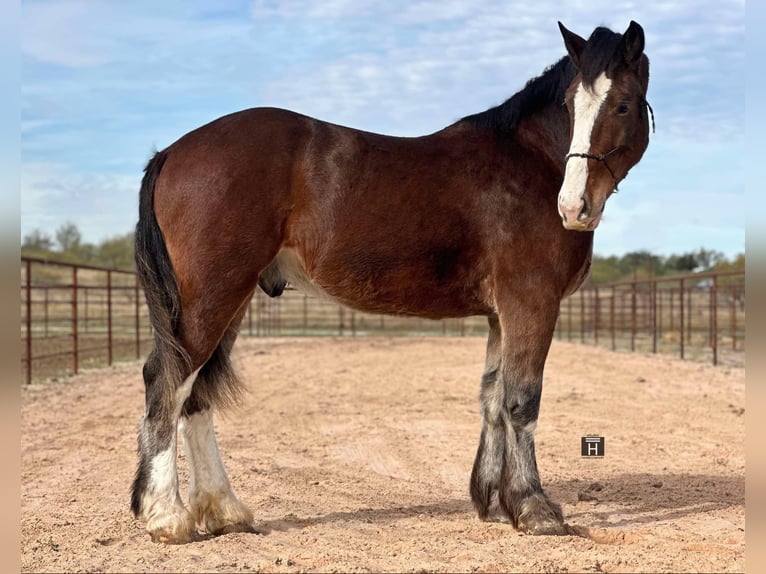 Clydesdale Caballo castrado 4 años 170 cm Castaño rojizo in Jacksboro TX