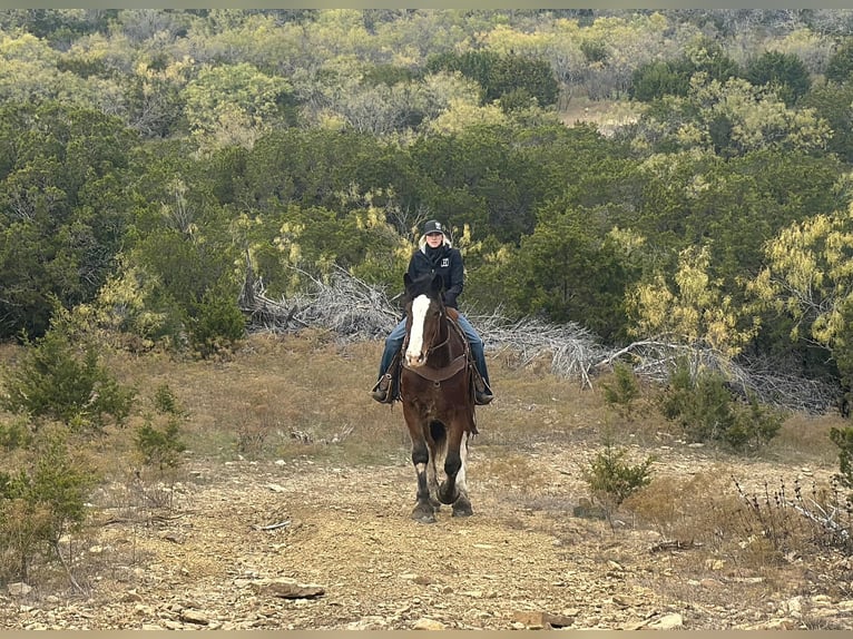 Clydesdale Caballo castrado 4 años 170 cm Castaño rojizo in Jacksboro TX