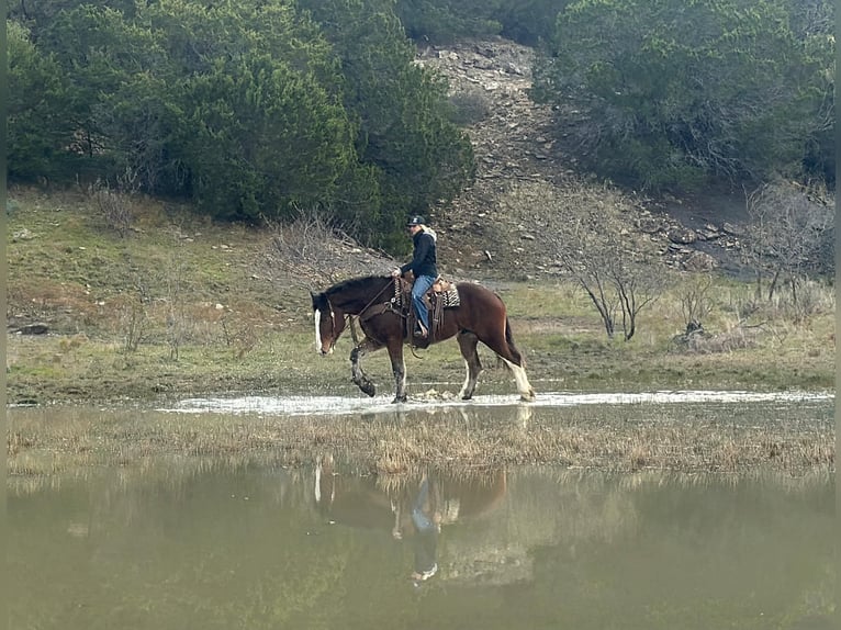 Clydesdale Caballo castrado 4 años 170 cm Castaño rojizo in Jacksboro TX