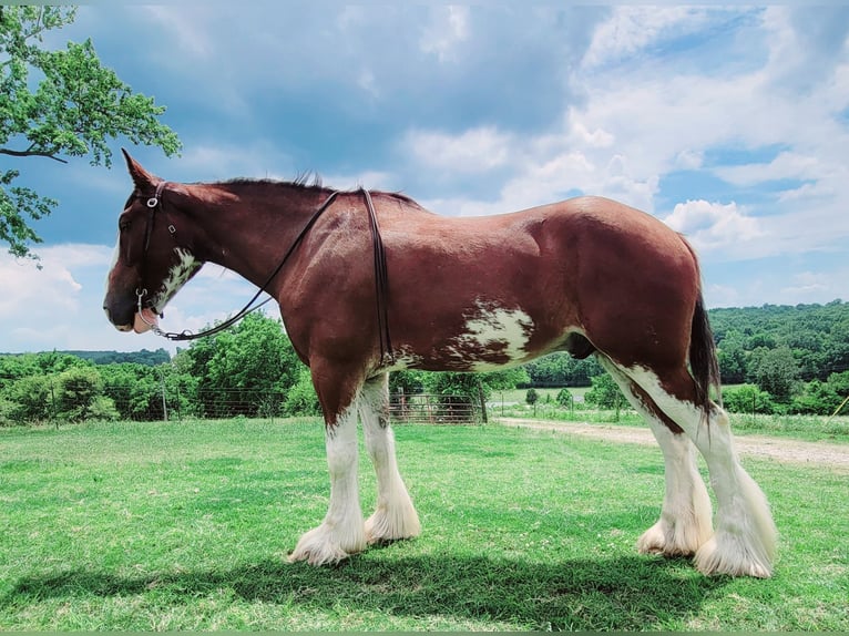 Clydesdale Caballo castrado 4 años 173 cm Castaño rojizo in Ava