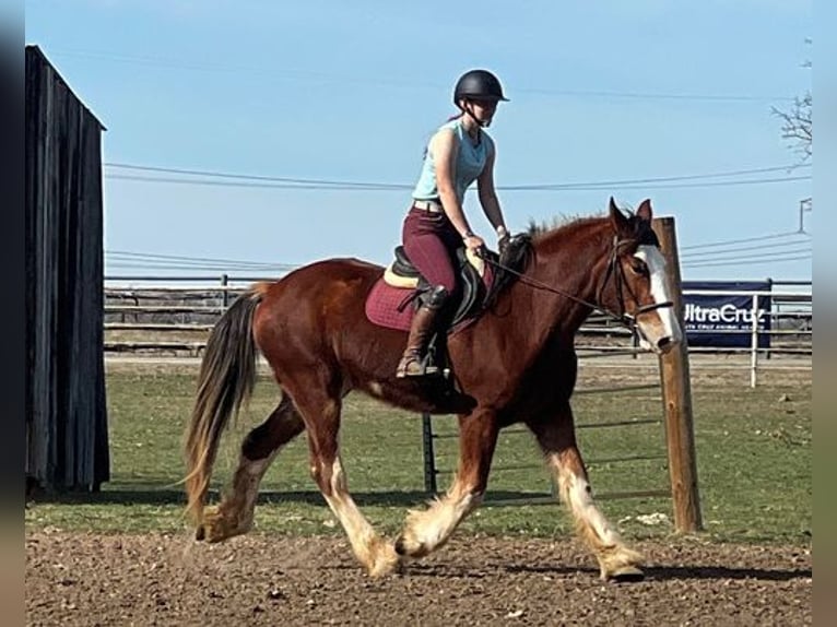 Clydesdale Caballo castrado 5 años 163 cm Castaño-ruano in Jacksboro, TX