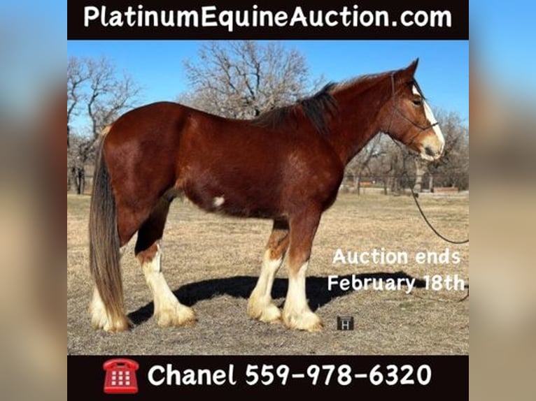 Clydesdale Caballo castrado 5 años 163 cm Castaño-ruano in Jacksboro, TX