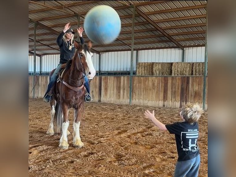 Clydesdale Caballo castrado 5 años 163 cm Castaño-ruano in Jacksboro, TX