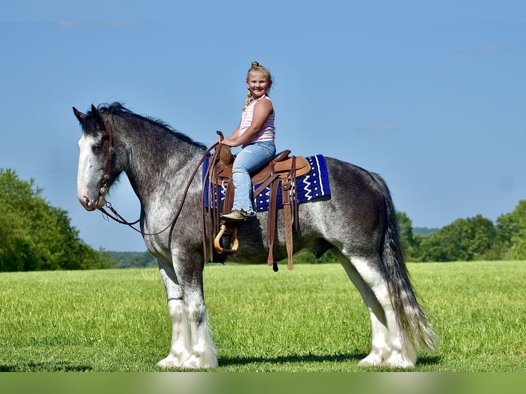 Clydesdale Caballo castrado 5 años 165 cm Ruano azulado in Crab Orchard, KY