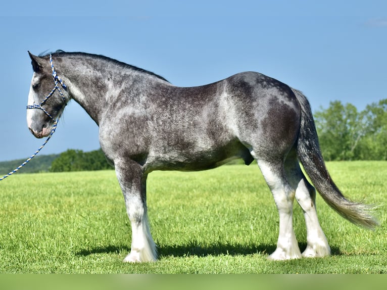 Clydesdale Caballo castrado 5 años 165 cm Ruano azulado in Crab Orchard, KY