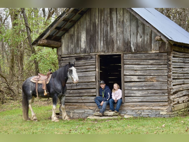 Clydesdale Caballo castrado 5 años 165 cm Ruano azulado in Crab Orchard, KY