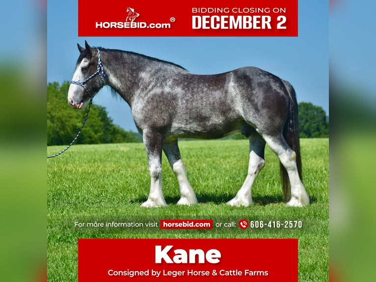 Clydesdale Caballo castrado 5 años 165 cm Ruano azulado in Crab Orchard, KY