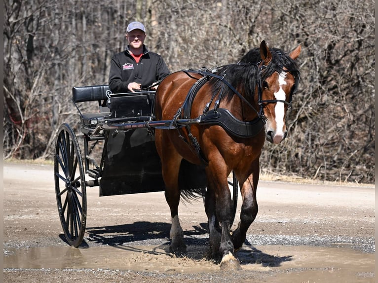 Clydesdale Caballo castrado 5 años 168 cm Castaño rojizo in Warsaw NY