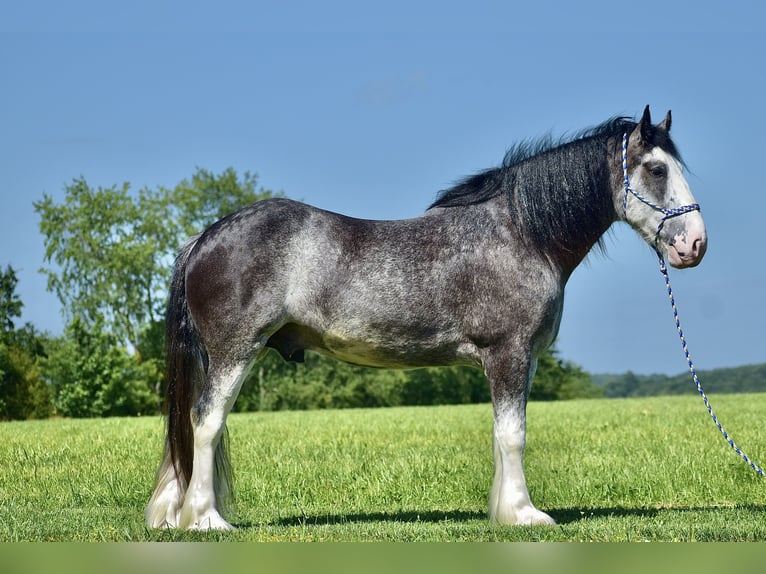 Clydesdale Caballo castrado 6 años 165 cm Ruano azulado in Crab Orchard, KY