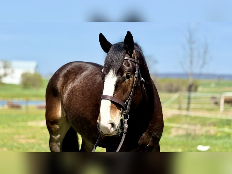 Clydesdale Mestizo Caballo castrado 6 años 173 cm Castaño rojizo in Gap