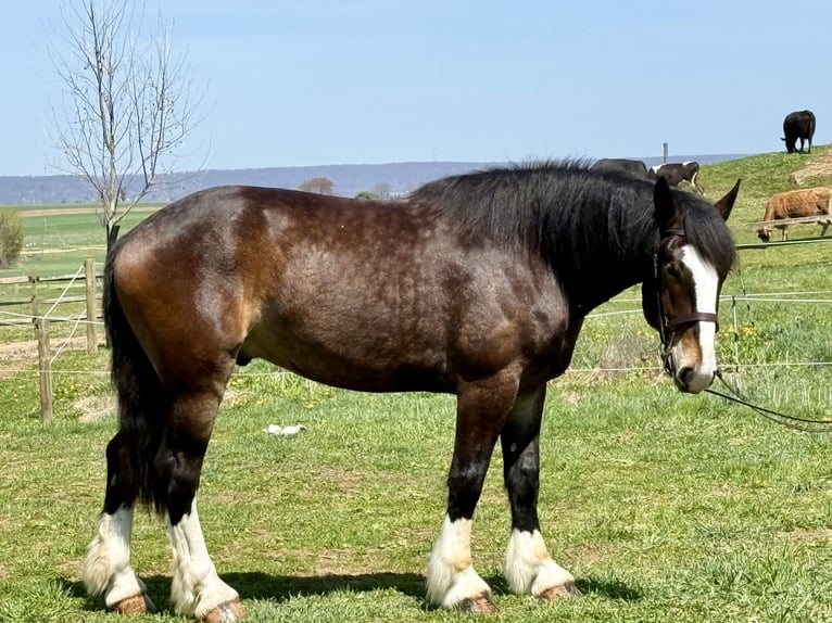 Clydesdale Mestizo Caballo castrado 6 años 173 cm Castaño rojizo in Gap