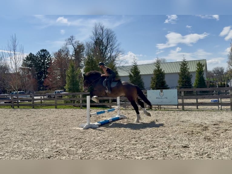 Clydesdale Mestizo Caballo castrado 6 años 173 cm Castaño rojizo in Gap