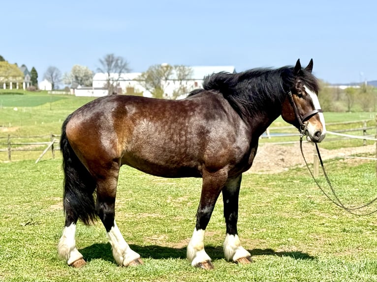 Clydesdale Mestizo Caballo castrado 6 años 173 cm Castaño rojizo in Gap