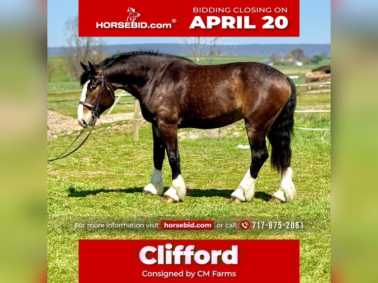 Clydesdale Mestizo Caballo castrado 6 años 173 cm Castaño rojizo in Gap