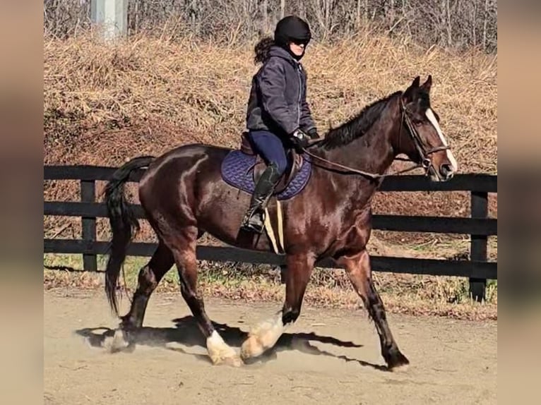 Clydesdale Caballo castrado 7 años 165 cm Castaño rojizo in Jeffersonton