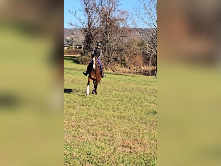 Clydesdale Caballo castrado 7 años 165 cm Castaño rojizo in Jeffersonton