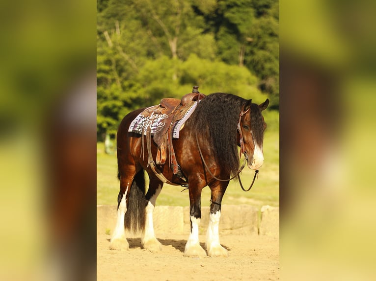 Clydesdale Mestizo Caballo castrado 8 años 163 cm Castaño oscuro in Millersburg