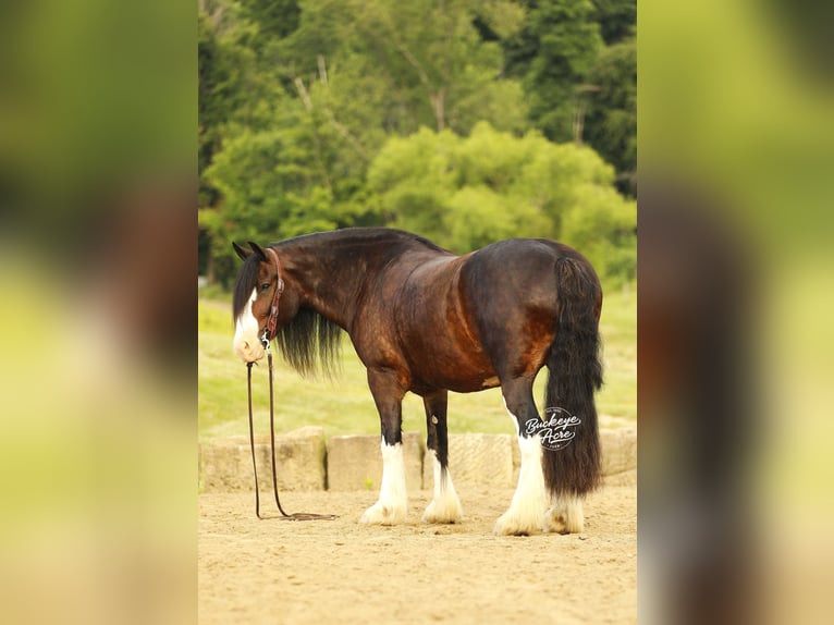 Clydesdale Mestizo Caballo castrado 8 años 163 cm Castaño oscuro in Millersburg