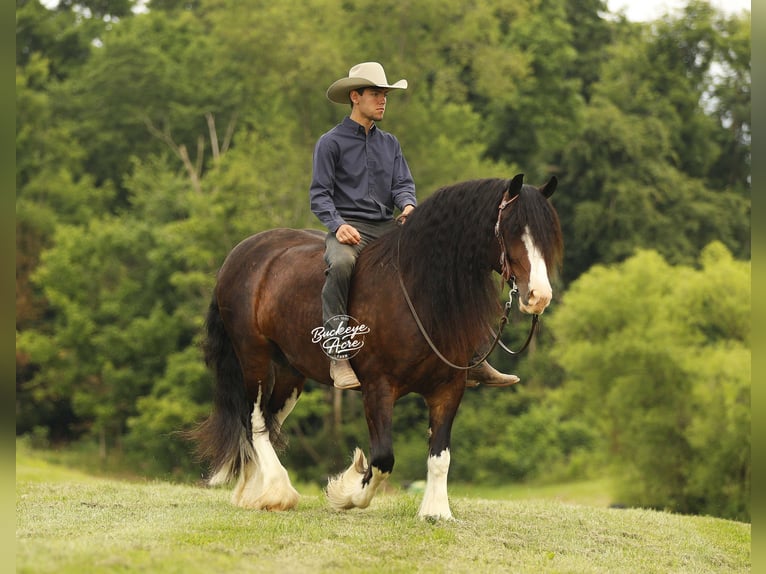 Clydesdale Mestizo Caballo castrado 8 años 163 cm Castaño oscuro in Millersburg