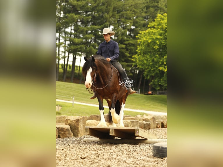 Clydesdale Mestizo Caballo castrado 8 años 163 cm Castaño oscuro in Millersburg