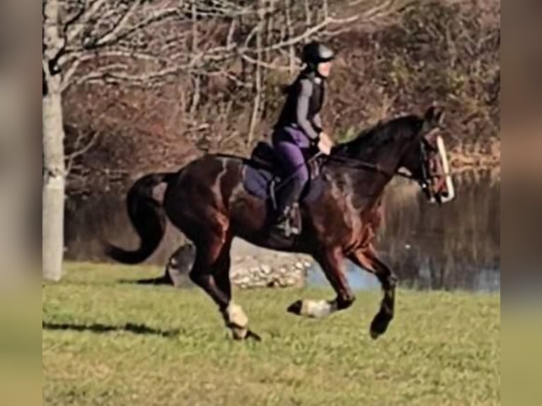 Clydesdale Caballo castrado 8 años 165 cm Castaño rojizo in Jeffersonton