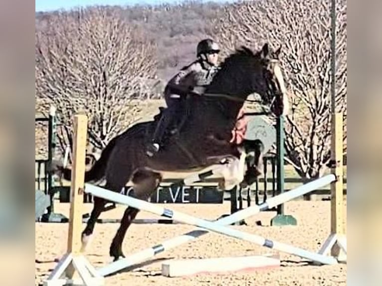 Clydesdale Caballo castrado 8 años 165 cm Castaño rojizo in Jeffersonton