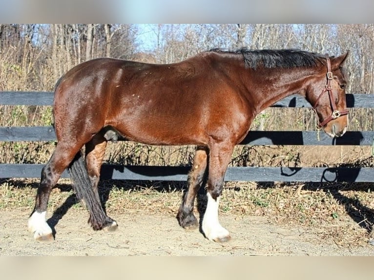 Clydesdale Caballo castrado 8 años 165 cm Castaño rojizo in Jeffersonton