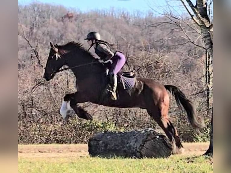 Clydesdale Caballo castrado 8 años 165 cm Castaño rojizo in Jeffersonton