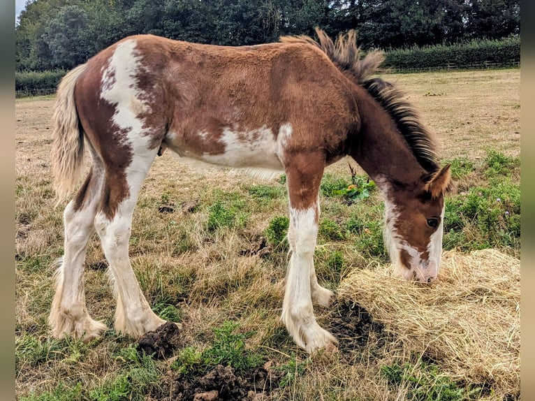 Clydesdale Caballo castrado Potro (05/2025) 175 cm Castaño rojizo in York