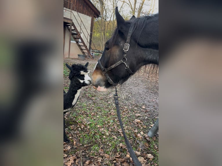 Clydesdale Castrone 10 Anni 185 cm  in Sachsenheim