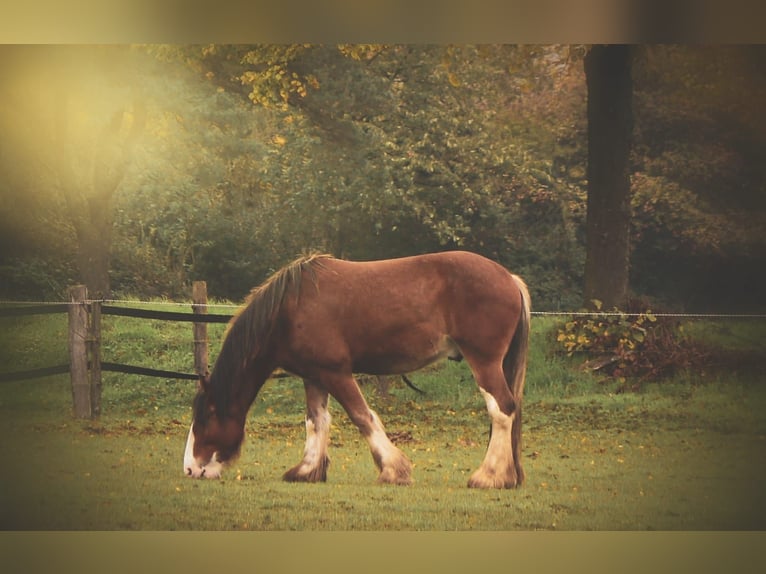 Clydesdale Castrone 11 Anni 176 cm Baio in Hilden