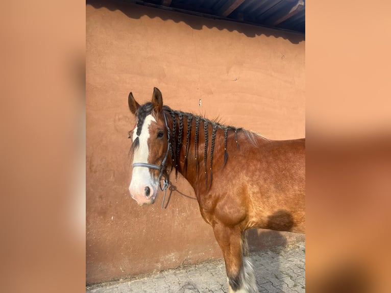 Clydesdale Castrone 11 Anni 176 cm Baio in Hilden
