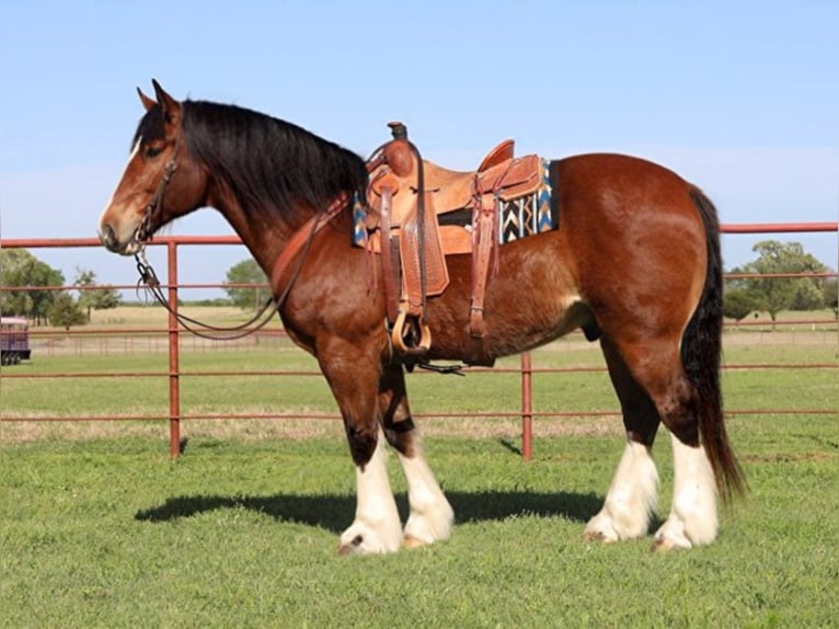 Clydesdale Castrone 11 Anni Baio ciliegia in Grand Salene Texas