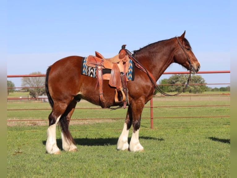 Clydesdale Castrone 11 Anni Baio ciliegia in Grand Salene Texas